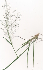 Eragrostis lugens