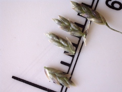 Eragrostis lugens