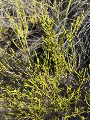 Euchaetis