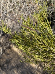 Euchaetis