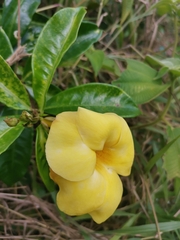 Allamanda cathartica