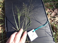Eragrostis lugens