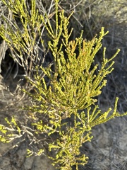 Euchaetis