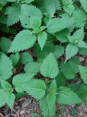 Urtica dioica