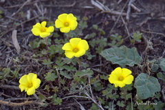 Oxalis conorrhiza