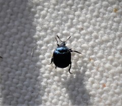Pterocolus ovatus
