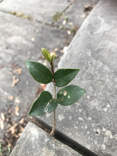 Japanese privet (Ligustrum japonicum)