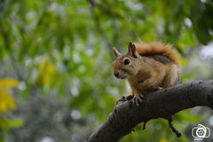 Sciurus anomalus