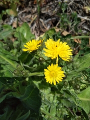 Crepis novoana