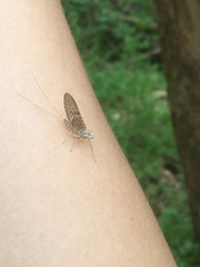 Maccaffertium pulchellum