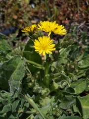 Crepis novoana