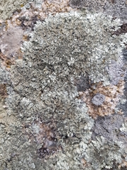 Xanthoparmelia tinctina