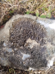 Xanthoparmelia pulla