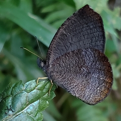 Godartiana muscosa