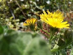 Crepis novoana