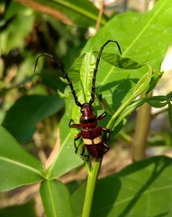 Lissonotus flavocinctus
