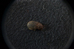 Trox scaber