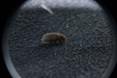 Trox scaber