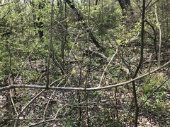 Forestiera acuminata