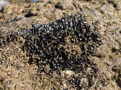 Xenostrobus neozelanicus
