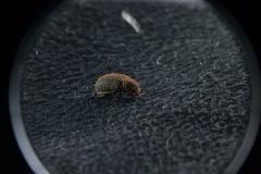 Trox scaber