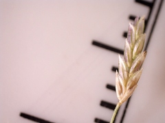 Eragrostis refracta