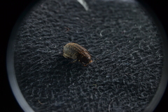 Trox scaber