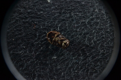 Trox scaber
