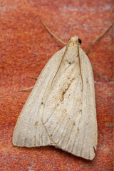 Psilaspilates signistriata