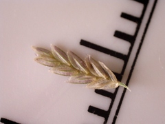 Eragrostis refracta
