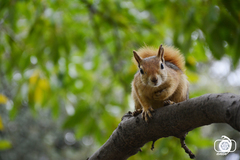 Sciurus anomalus