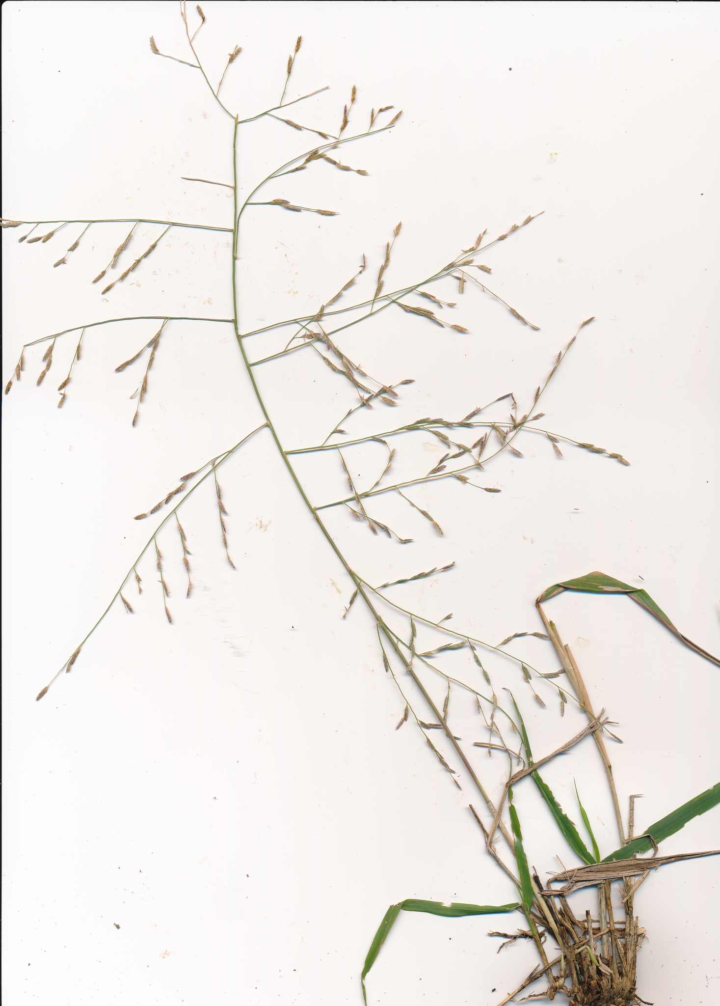 Eragrostis refracta