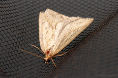 Psilaspilates catillata