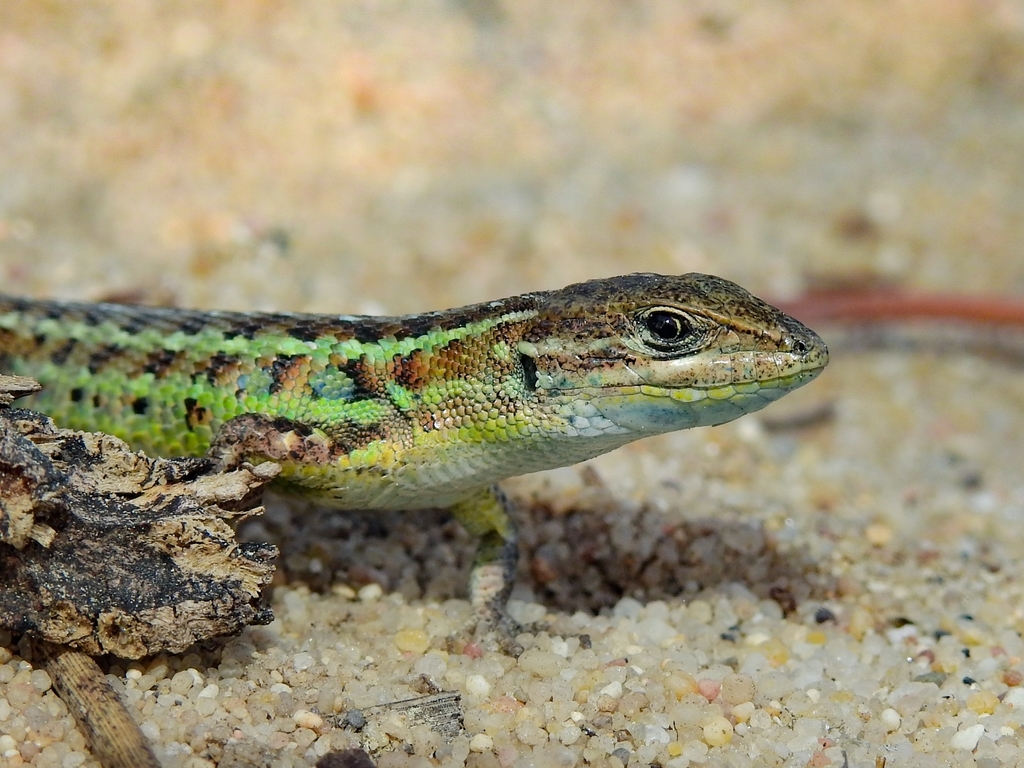 Western Psammodromus, photo 1 of 10
