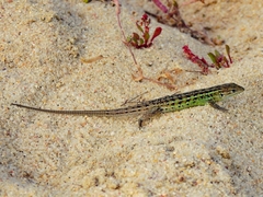 Psammodromus occidentalis