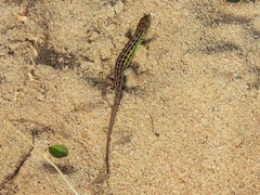 Psammodromus occidentalis