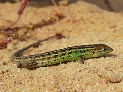 Psammodromus occidentalis