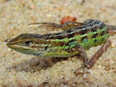 Psammodromus occidentalis