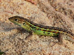 Psammodromus occidentalis