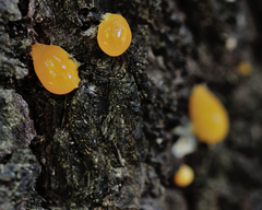Sequoia sempervirens