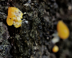 Sequoia sempervirens