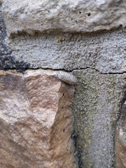 Armadillidium nasatum