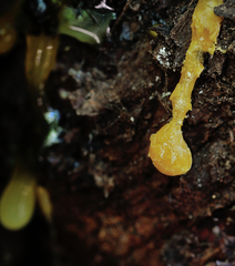 Sequoia sempervirens