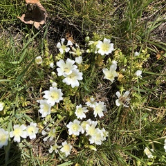 Limnanthes