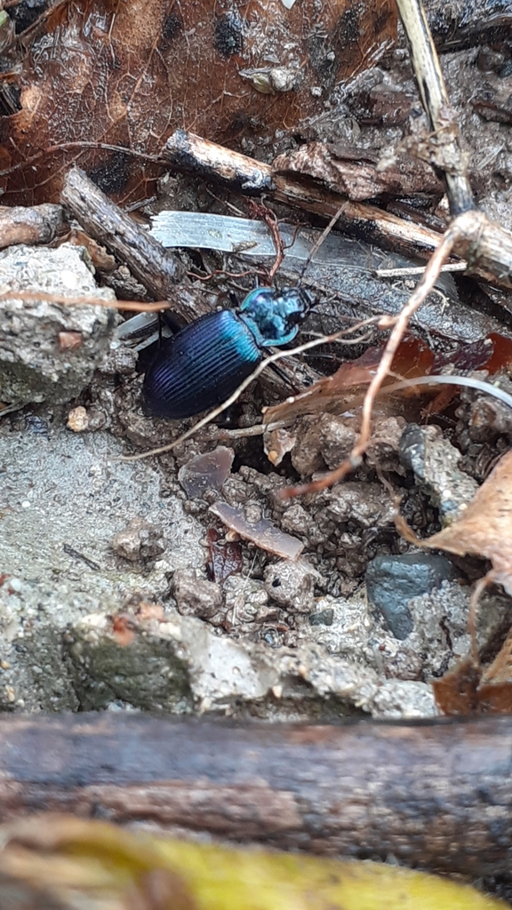 Nebria hemprichi