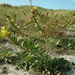 Oenothera oakesiana - Photo (c) Bas Kers (NL)，保留部份權利CC BY-NC-SA
