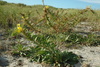 Oakes' Evening-Primrose - Photo (c) Bas Kers (NL), some rights reserved (CC BY-NC-SA)