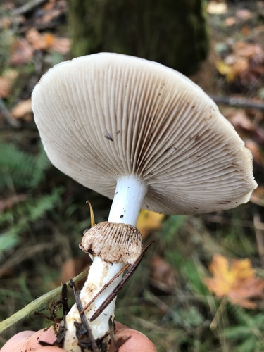 Stropharia albivelata image