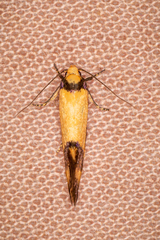 Olbonoma triptycha