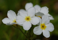 Androsace obtusifolia